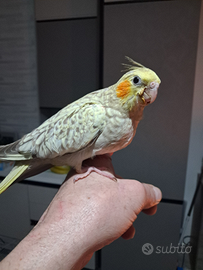 Pappagallo calopsite