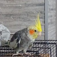 Coppia allevata a mano con gabbia