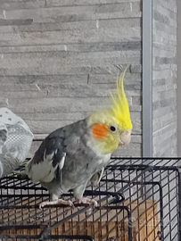 Coppia allevata a mano con gabbia