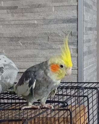 Coppia allevata a mano con gabbia