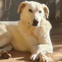 Ziguli' il timido cagnolino dal sorriso speciale