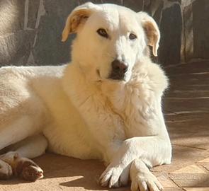 Ziguli' il timido cagnolino dal sorriso speciale