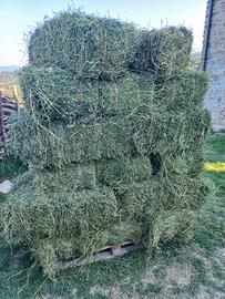 BALLE-BALLETTE-FIENO- ERBA MEDICA