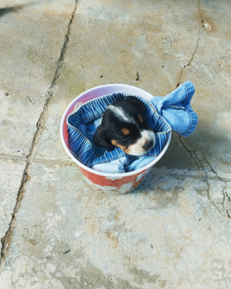 Cuccioli beagle