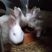 Conigli nuova zelanda