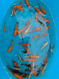 carpa Koi pesci laghetto
