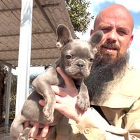 Cucciolo di bulldog francese blu