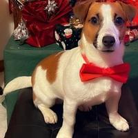 Cuccioli di Jack Russell terrier