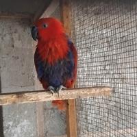 Cwso femmina ecletto