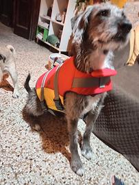 Salvagente cani media taglia