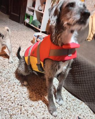 Salvagente cani media taglia