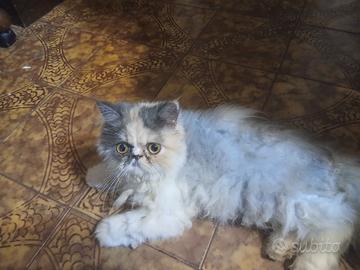 Gattini