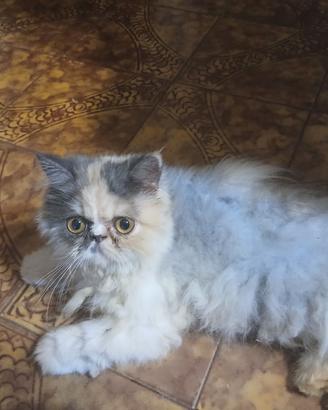 Gattini
