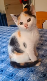 Cuccioli di gatto