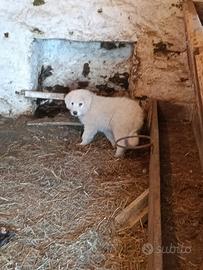 Pastore maremmano abruzzese