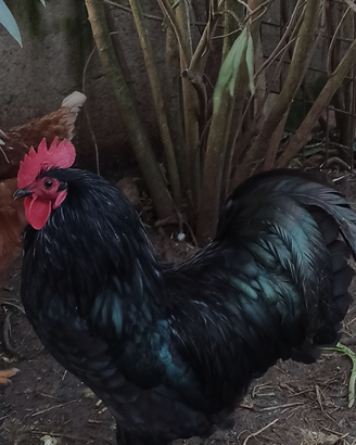 Gallo Australorp