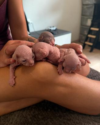 Sphynx cuccioli