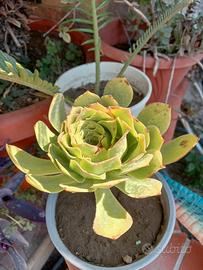 pianta grassa 