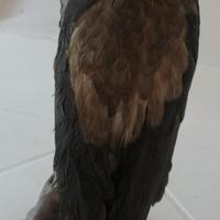 Cornacchia nera e grigia impagliata