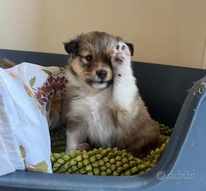 Cuccioli shetland