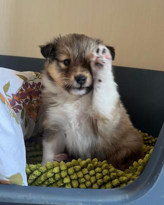 Cuccioli shetland