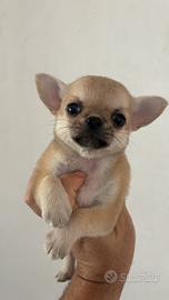 Chihuahua
