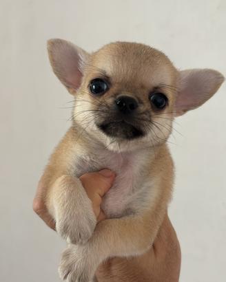 Chihuahua