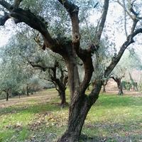 Piante  di ulivo diverse dimensioni