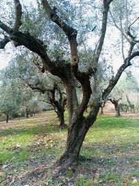 Piante  di ulivo diverse dimensioni