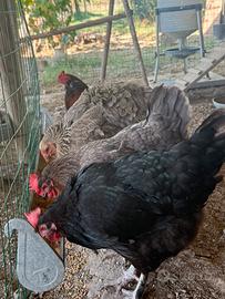 Marans Araucana Olivegger