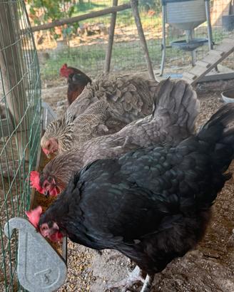 Marans Araucana Olivegger