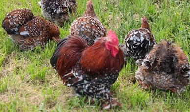 Galline Cocincina Nana