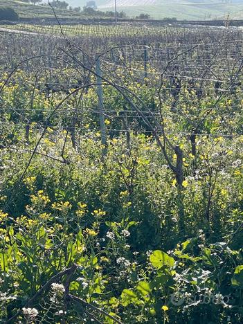 Terreno con vigneto in produzione