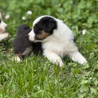 Cucciolo pastore australiano con pedigree ENCI