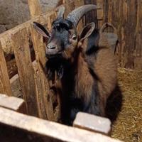 Capra camosciata delle Alpi