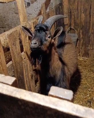 Capra camosciata delle Alpi