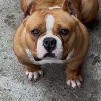 American bully top Femmina