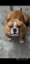 American bully top Femmina