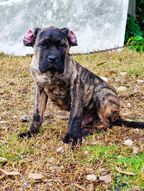 Presa Canario cucciolo maschio