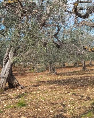 Terreno agricolo con impianto idrico