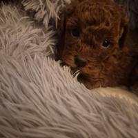 STUPENDE cucciole barboncino toy red