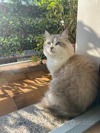 FEMMINA DI GATTO SIBERIANO
