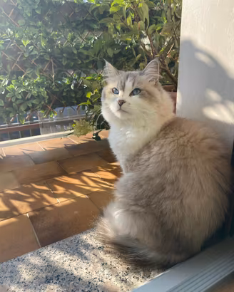 FEMMINA DI GATTO SIBERIANO