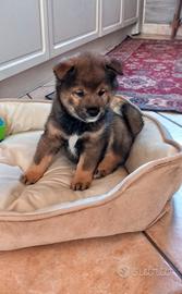 Shiba inu sesamo pedigree Enci