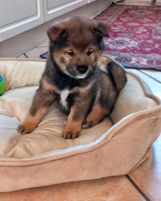 Shiba inu sesamo pedigree Enci
