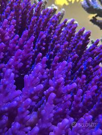 Acropora signature purple monster