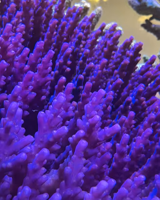 Acropora signature purple monster