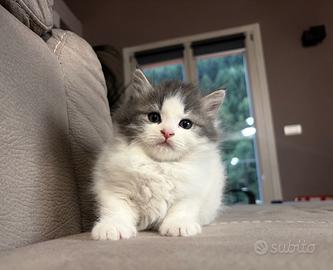 Gatto Siberiano Femmina con Pedigree