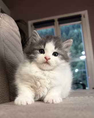 Gatto Siberiano Femmina con Pedigree