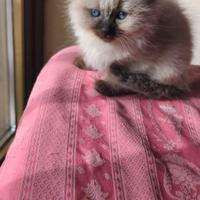 Gattina chokolate point ( sacro di Birmania)